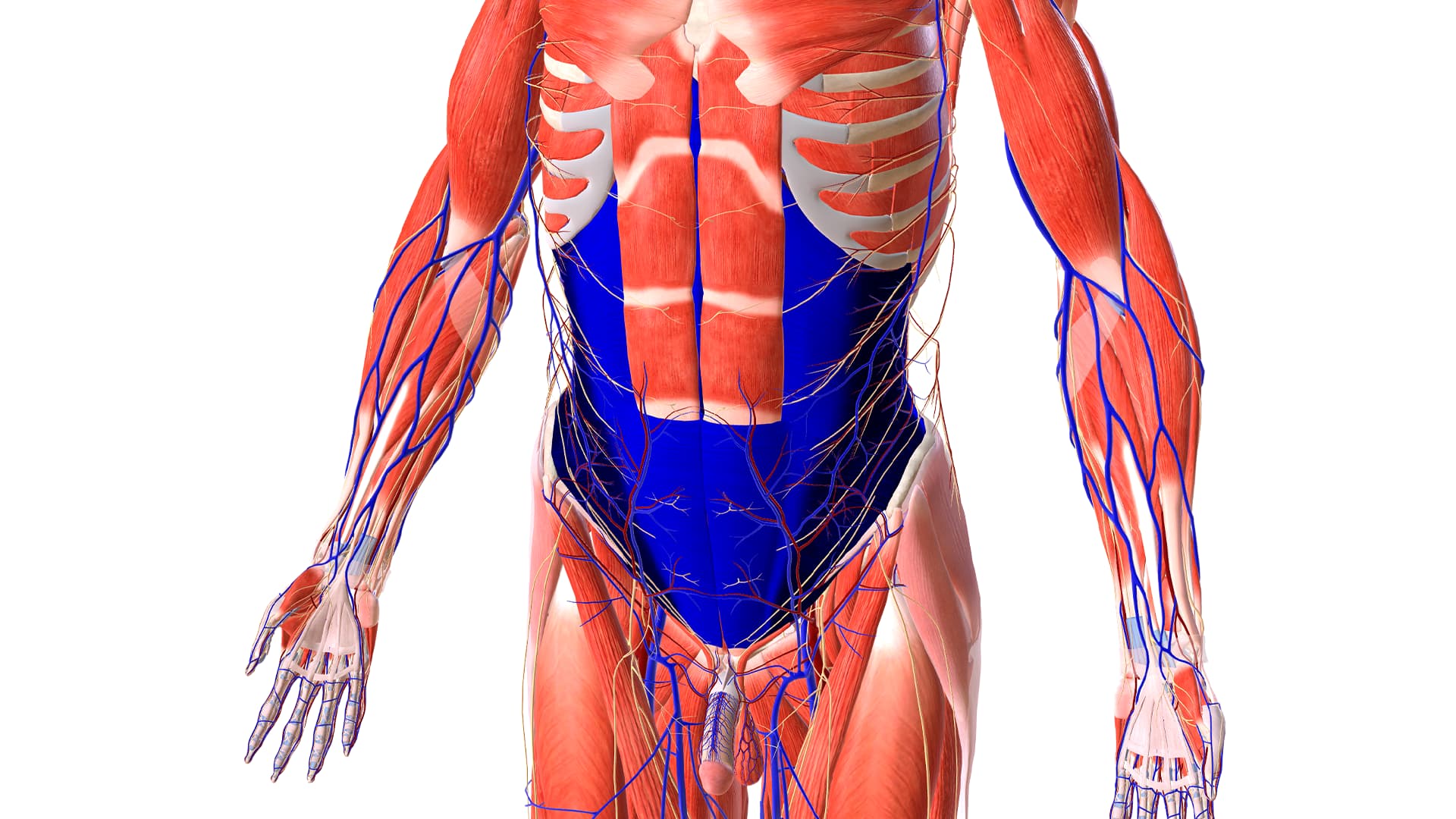 pilates-applicazioni-addome-trasverso